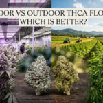 THCA Flower Cultivation Methods Compared for Better Results