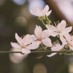 Finding Hope and Healing with a Pregnancy Loss Counsellor Sydney