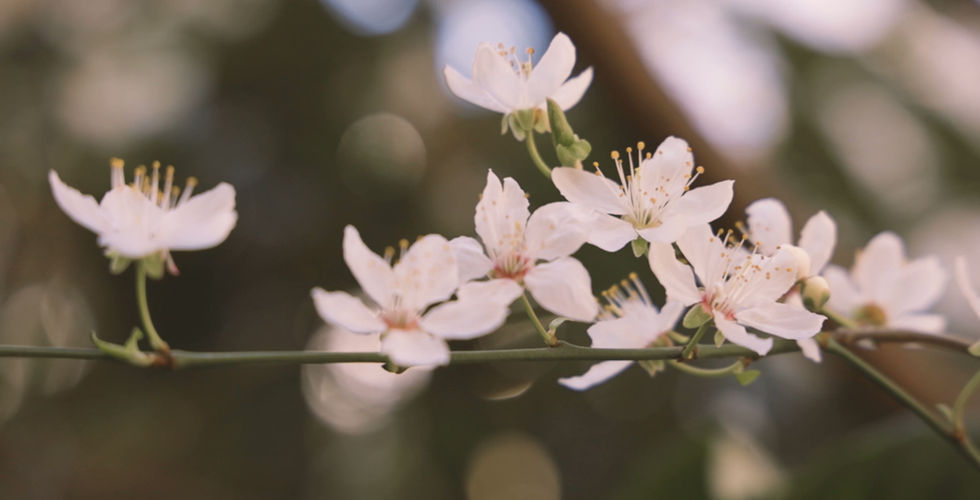 Finding Hope and Healing with a Pregnancy Loss Counsellor Sydney