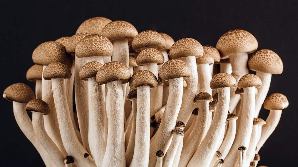 Mushroom Market Size, Share and Forecast 2026-2034