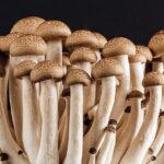 Mushroom Market Size, Share and Forecast 2026-2034