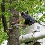 Tree Care Solutions for Safer and Healthier Outdoor Spaces
