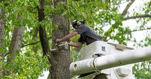 Tree Care Solutions for Safer and Healthier Outdoor Spaces