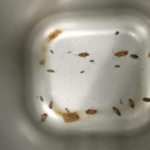 Professional Termite Control Singapore for Property Protection