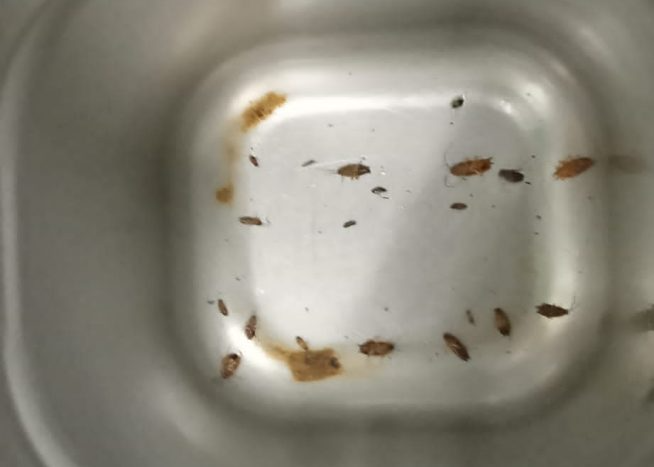 Professional Termite Control Singapore for Property Protection