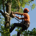 Tree Pruning Service: Importance, Benefits, Techniques, and Why Professional Care Matters