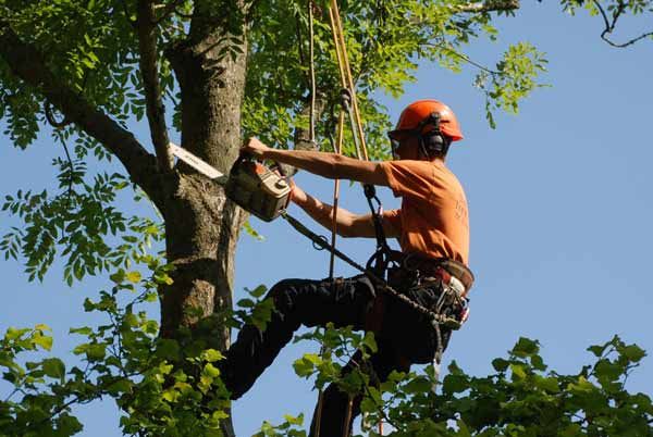 Tree Pruning Service: Importance, Benefits, Techniques, and Why Professional Care Matters