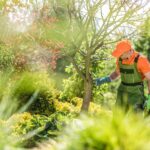 Plants Health Care Service: Complete Guide to Keeping Your Plants Healthy and Thriving