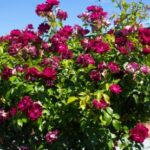Guide: Everything You Need to Know About Growing Iceberg Roses