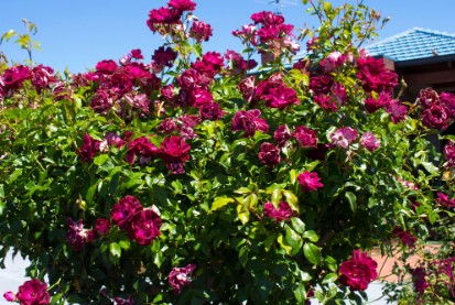 Guide: Everything You Need to Know About Growing Iceberg Roses