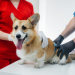 Best Veterinary Clinic in Calgary for Early Disease Detection