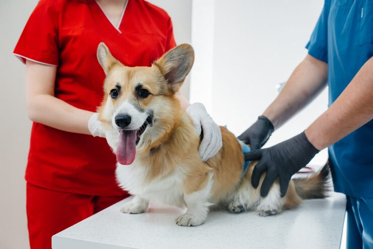 Best Veterinary Clinic in Calgary for Early Disease Detection