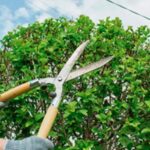 Professional Tree Trimming Services for Safe and Healthy Trees