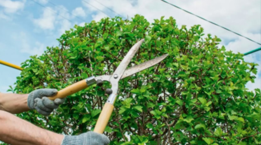 Professional Tree Trimming Services for Safe and Healthy Trees