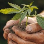 How To Prepare Coconut Coir For Planting In 5 Simple Steps