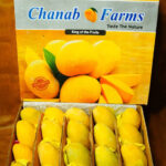 Buy Export Quality Chaunsa Mango King of Premium Pakistani Mangoes