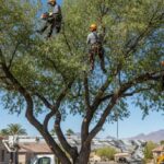 Professional Tree Service in Mesa, AZ: Keeping Your Trees Healthy and Your Property Safe
