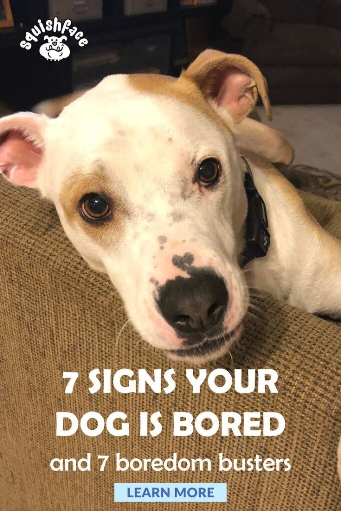 How Do You Know If Your Dog Is Bored? Simple Guide