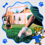 Best Dog Poop Pickup Service in the USA – Reliable Pooper Scooper Services for Clean Yards