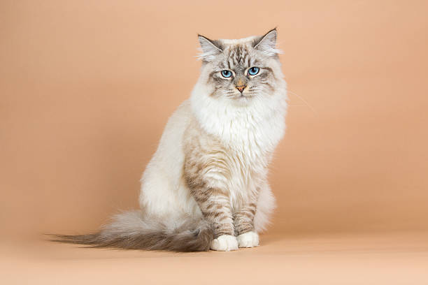 Cat Breeders Oregon | Black Maine Coon Kittens Sale | NW Coonies