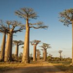 Shopping in Madagascar: A Guide to Local Markets and Authentic Handicrafts