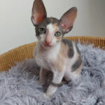 Embracing the Magic of the Cornish Rex: A Masterpiece of Grace and Playful Devotion