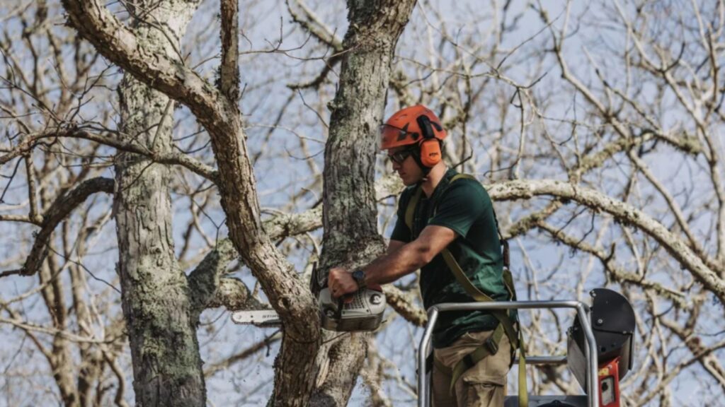 Signs A Tree May Need Immediate Removal Before It Causes Damage