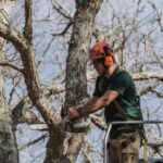 Signs A Tree May Need Immediate Removal Before It Causes Damage