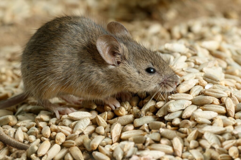 Top Benefits of Hiring Rodent Control in Pearland, TX Experts