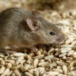 Top Benefits of Hiring Rodent Control in Pearland, TX Experts