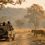 How Wildlife Safaris Help People Reconnect With Nature