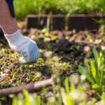 Commercial Garden Maintenance Ryde: Professional Solutions for Beautiful Business Landscapes
