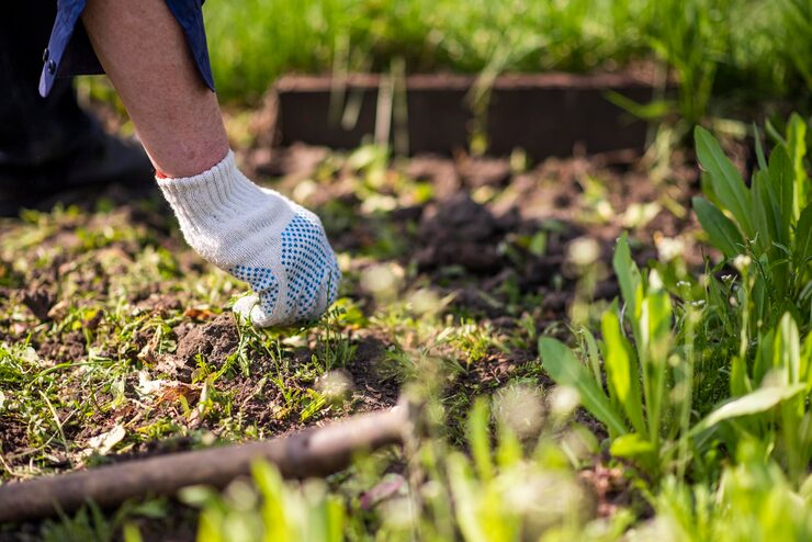 Commercial Garden Maintenance Ryde: Professional Solutions for Beautiful Business Landscapes