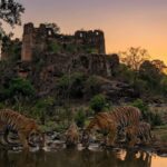 Top 9 Family-Friendly Safari Experiences in Ranthambore National Park Rajasthan