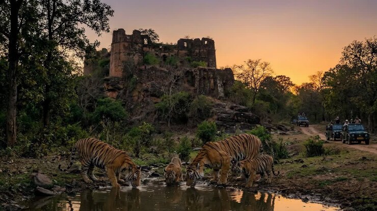 Top 9 Family-Friendly Safari Experiences in Ranthambore National Park Rajasthan