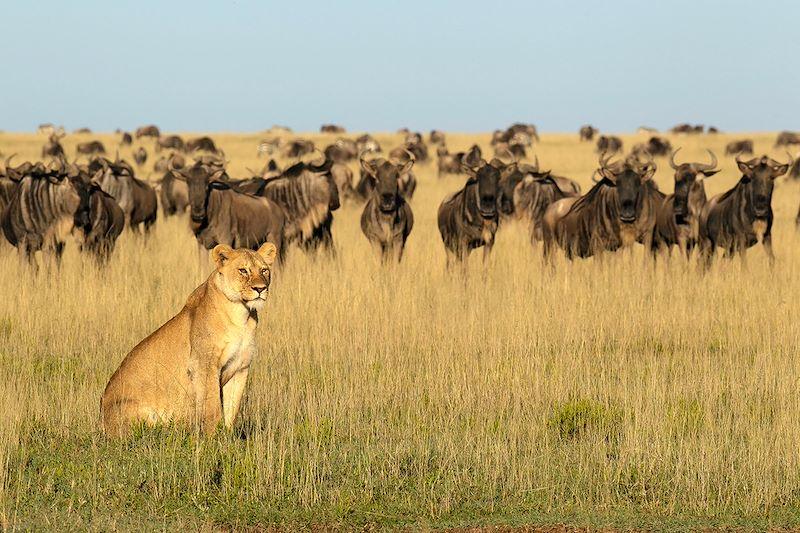 How Does the Wildebeest Migration Benefit Africa’s Lions?