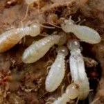 Why Professional Pest Management Is Essential for Every Melbourne Property