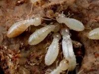 Why Professional Pest Management Is Essential for Every Melbourne Property