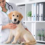 Veterinary Clinic Calgary: Why Routine Visits Make a Difference