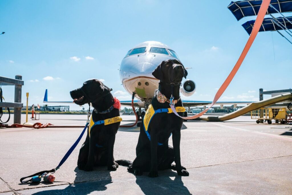 Traveling with Dogs: Smart Tips for Safe and Happy Adventures