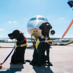 Traveling with Dogs: Smart Tips for Safe and Happy Adventures