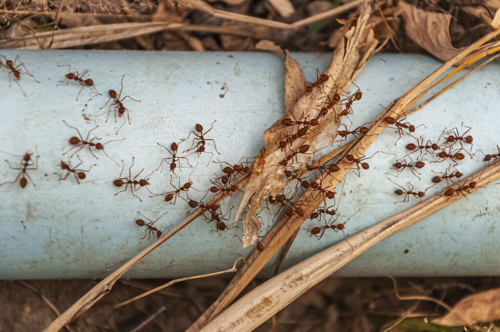 The Landscaping Choice That’s Basically Building a Highway for Ants Into Your Home