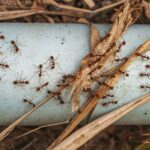 The Landscaping Choice That’s Basically Building a Highway for Ants Into Your Home