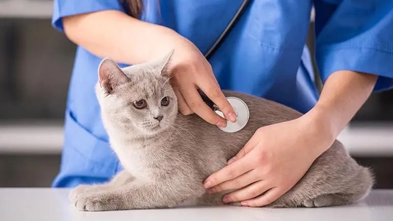 Guide to Cat Kidney Disease Life Expectancy and Care