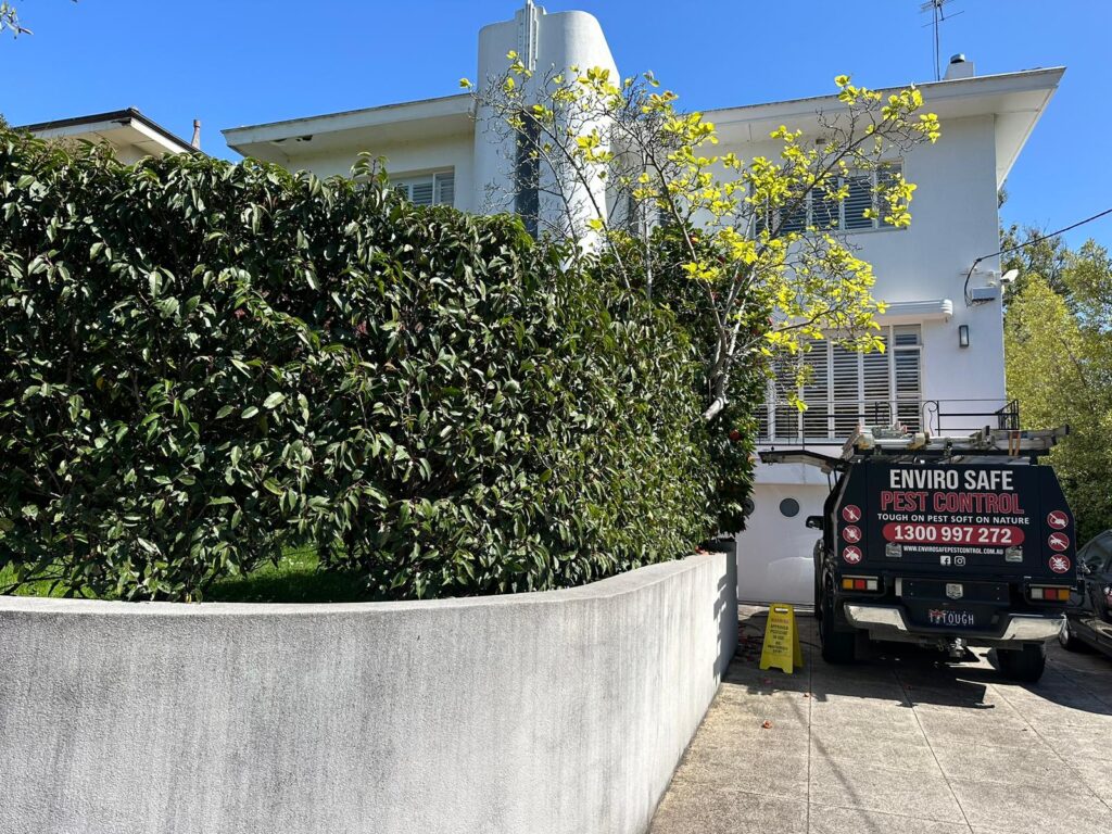 Keep Your Melbourne Property Pest-Free with Professional Prevention and Control