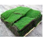 A Buyer’s Guide for Landscapers and Homeowners