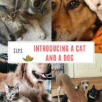 Introducing a New Dog to Cats Without Stress or Fear