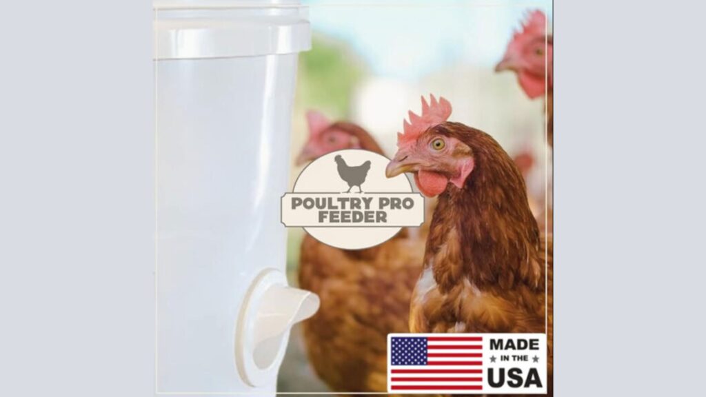 Why Is an Automatic Chicken Feeder a Summer Must-Have? ..