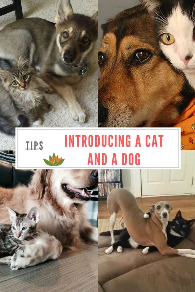 Introducing a New Dog to Cats Made Safe and Easy