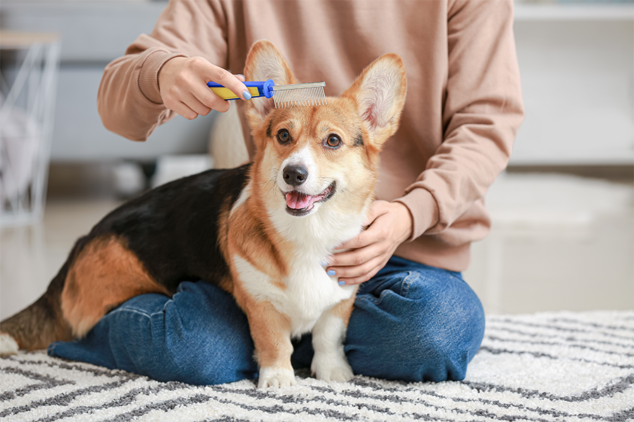 Helping Your Pet Enjoy a Safe and Relaxing Stay